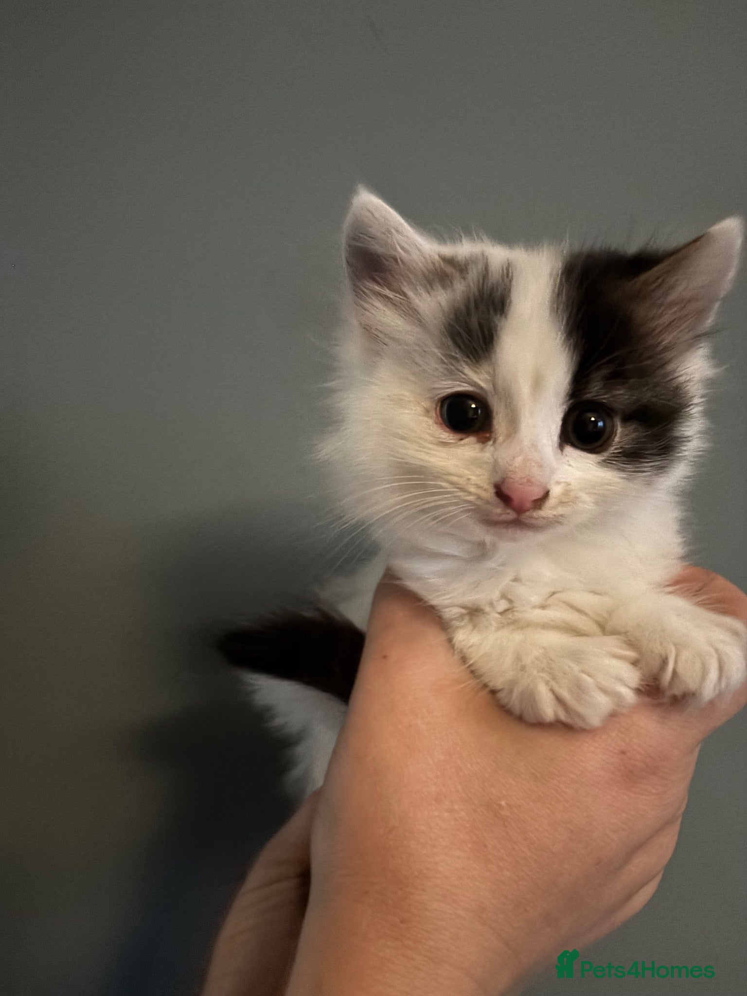 Mixed Breed cats 4 beautiful fluffy kittens  - Advert 1