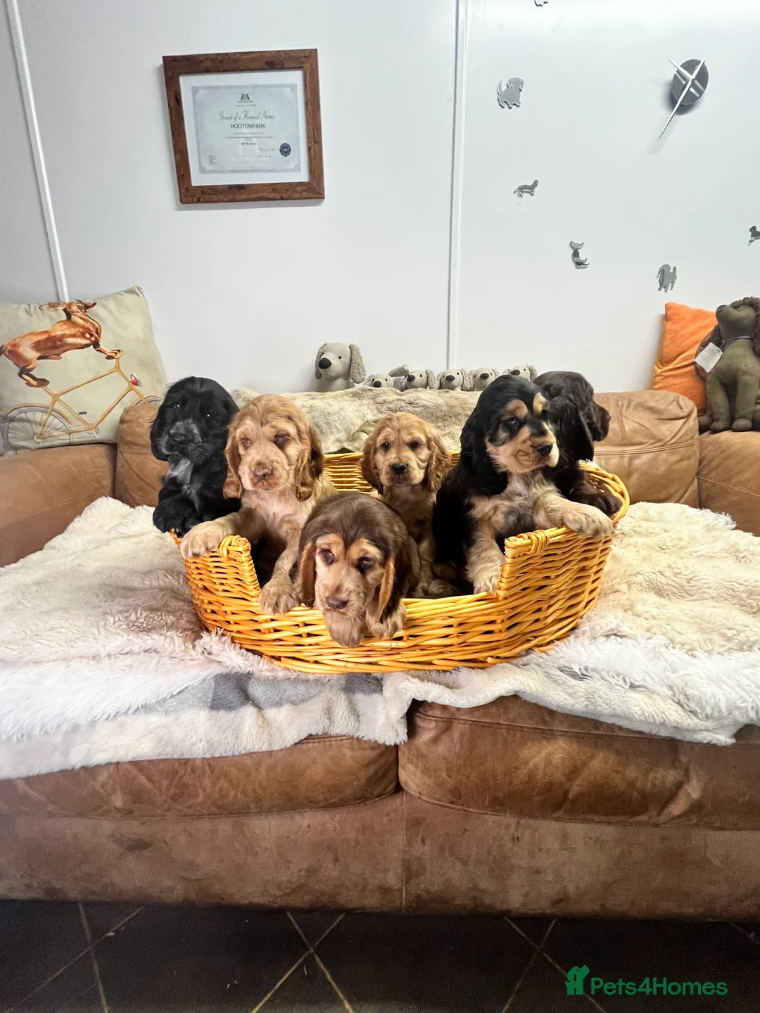 Cocker Spaniel dogs for sale: Gorgeous true to type KC show cockers - Advert 9