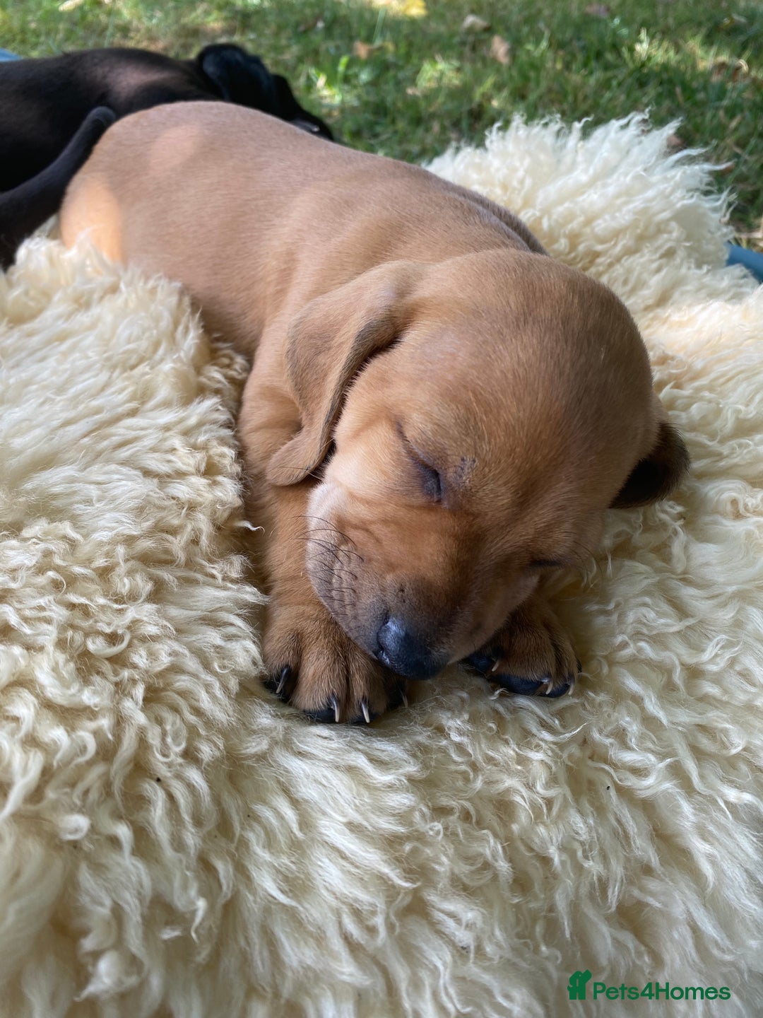 Mixed Breed dogs for sale: Italian Segugio/labrador Easter Love Affair - Image 19