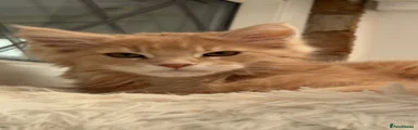 Bean