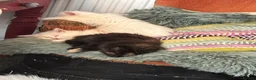 Norwegian Forest Cat cats for sale: I saved the best girl for last!  - Advert 13