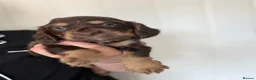 Sprocker dogs for sale: 🐾Sprocker puppies🐾 - Advert 20