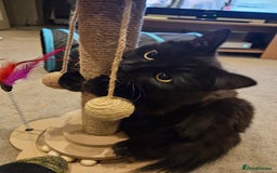 Ragdoll cats for sale: Brother & Sister 8month Ragdoll kittens for Home - Advert 11