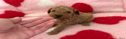 Miniature Poodle dogs for sale: KC Reg Miniature Poodles Puppies  - Advert 12