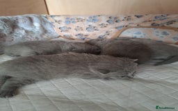 British Shorthair cats for sale: British Shorthair Blue  - Advert 2