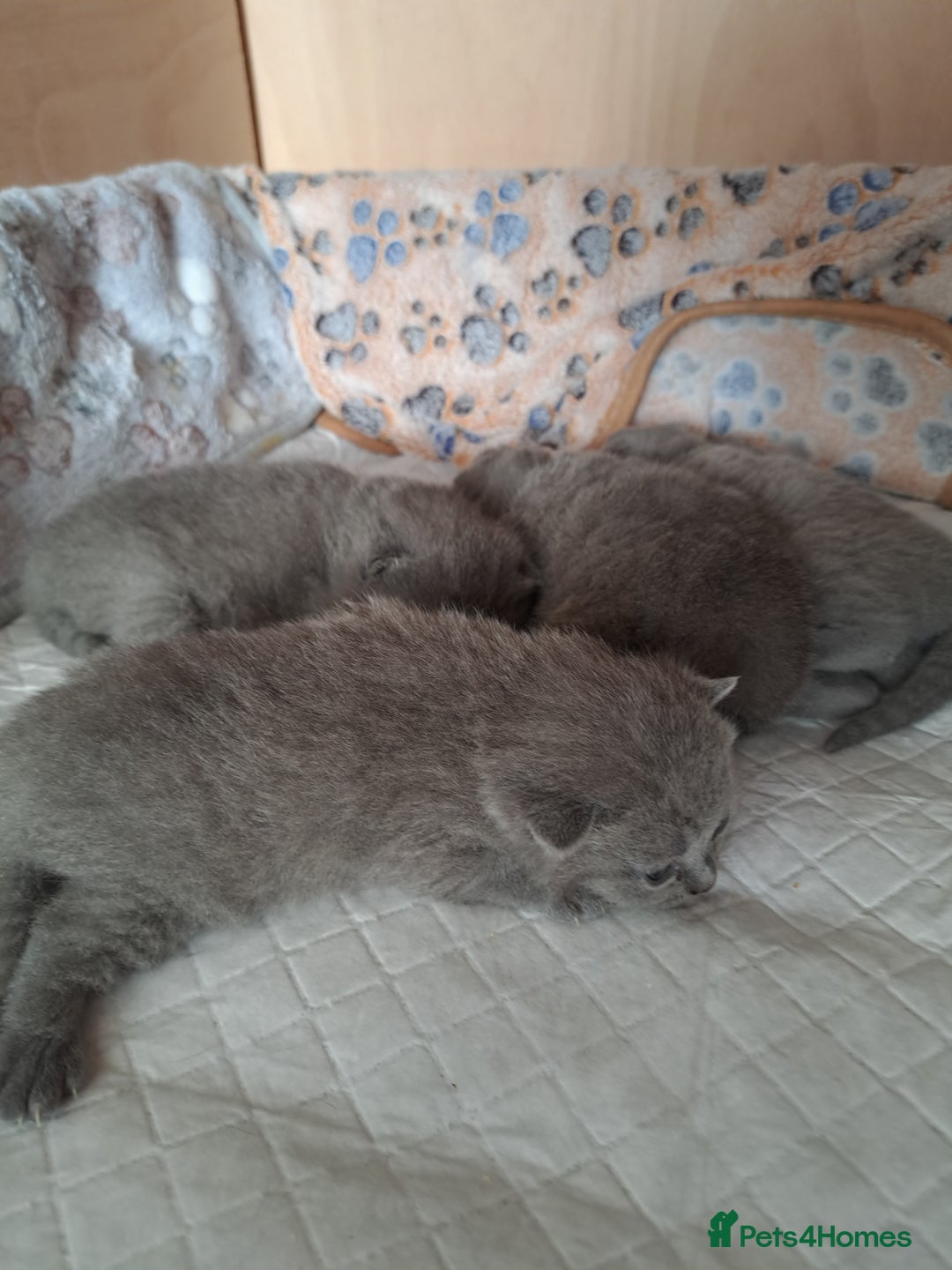 British Shorthair cats for sale: British Shorthair Blue  - Advert 2