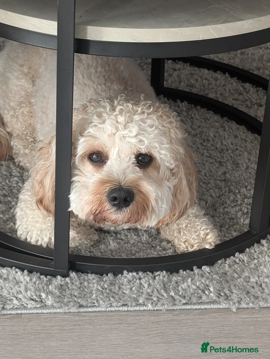 Cavapoo dogs for stud: Gorgeous Cavapoo Male for Stud - Advert 7