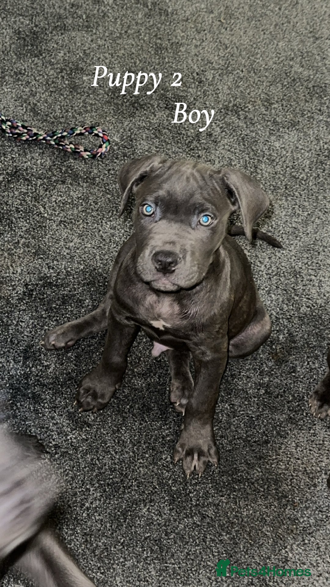 Cane Corso dogs for sale: Cane corso pups  - Advert 6