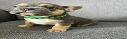 French Bulldog dogs for sale: Adorable French Bulldog Ready for New Homes KC reg - Advert 4