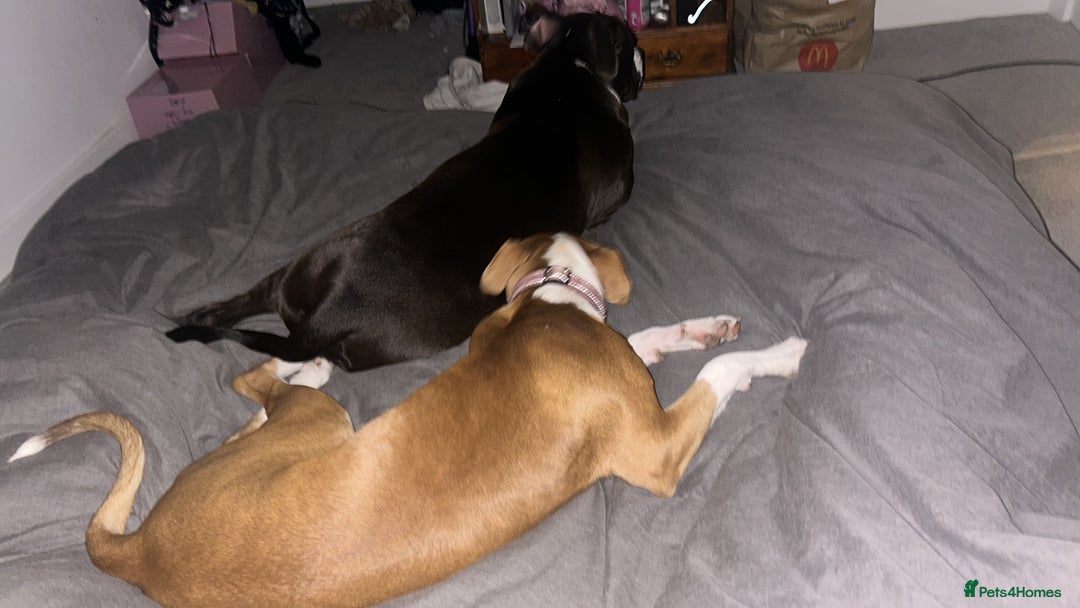 Mastiff dogs for sale: 2 beautiful mastiff puppy’s one male one female  - Image 3