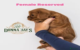 Cavalier King Charles Spaniel dogs for sale: Donna Jays old school type cavalier King Charles  - Image 11