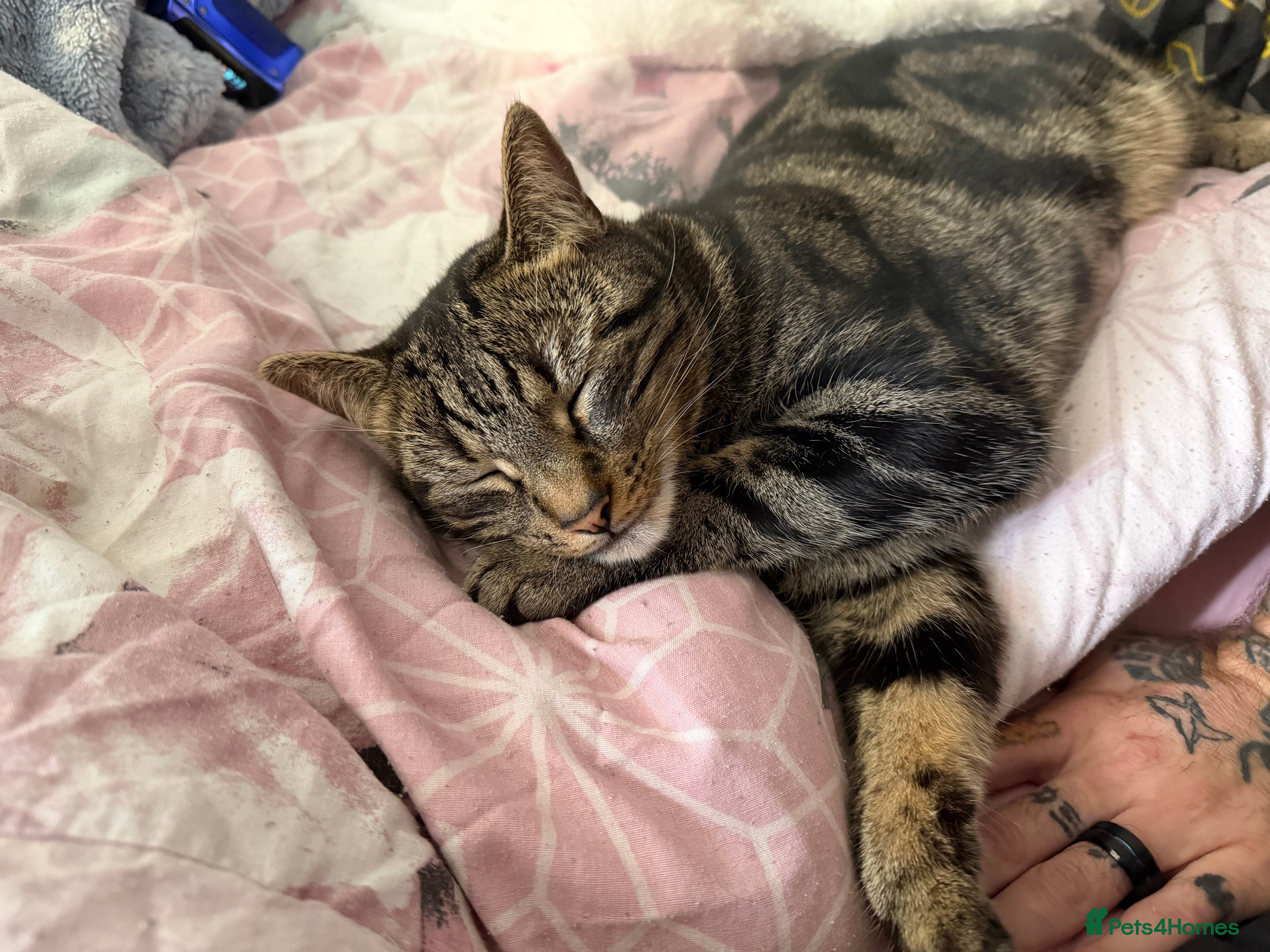 Mixed Breed cats for sale: Tabby male for sale  - Advert 1