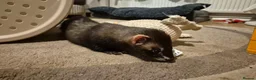 Ferret rodents for sale: 3 x 6 month old ferrets - Advert 7