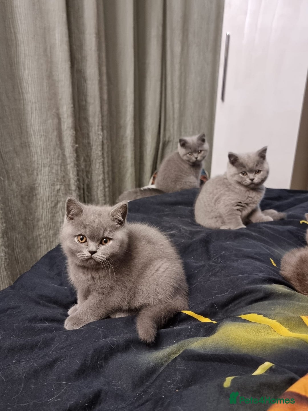 British Shorthair cats for sale: 3 Left Blue BSH Kittens Healthy GCCF Pedigree  - Image 14