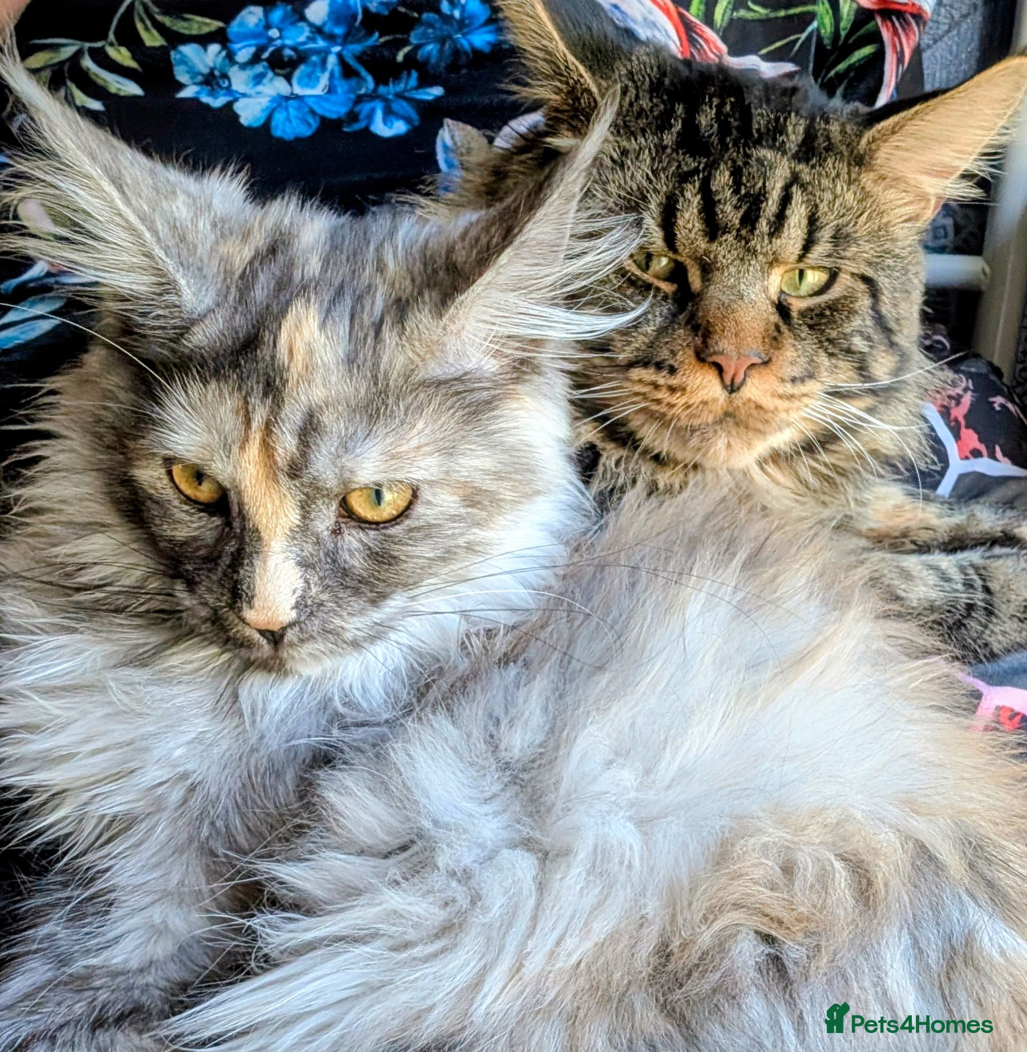 Maine Coon cats Adorable balls of fur 😻 - Advert 1