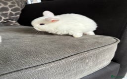 Mini Lop rabbits for sale: Gorgeous Mini Lops  - Image 32