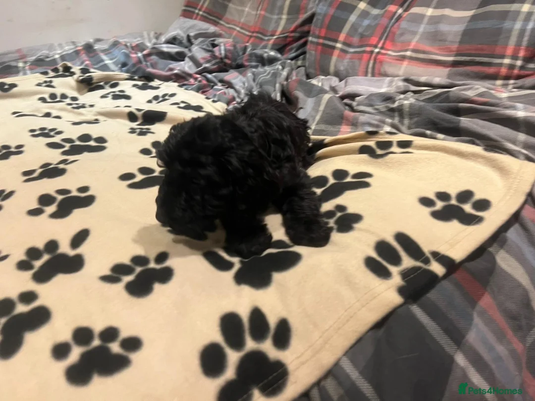 Cockapoo dogs for sale: Cocker spaniel/ cocapoo  - Advert 19