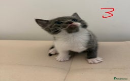 British Longhair cats for sale: 4 Beautiful Kittens  - Image 8