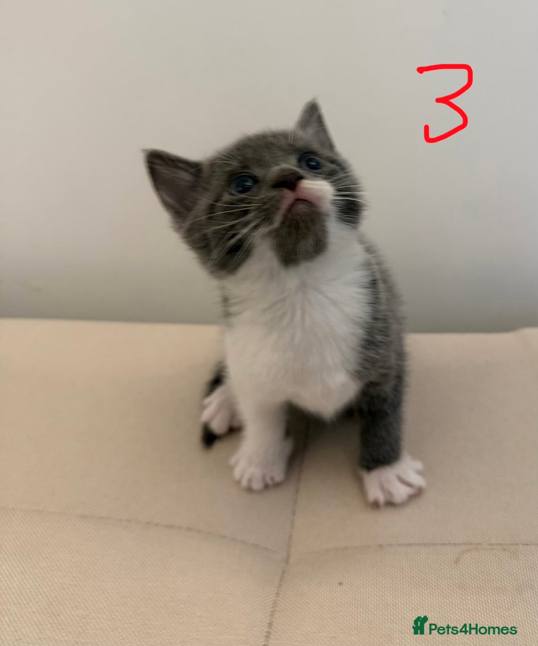 British Longhair cats for sale: 4 Beautiful Kittens  - Image 8