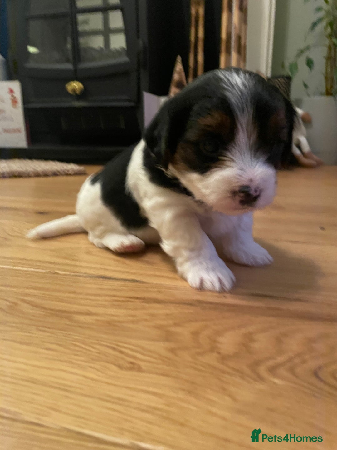 Biewer Terrier dogs for sale: Biewer Terrier Puppies - Advert 35