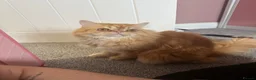 Persian cats for sale: Rehoming Male neutered Persian Boy in March - Advert 5