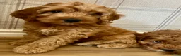 Cockapoo dogs for sale: Outstanding cockapoo puppies  in Bishop Auckland - Advert 10