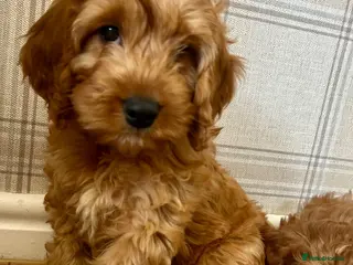 Cockapoo dogs Outstanding cockapoo puppies - Advert 2