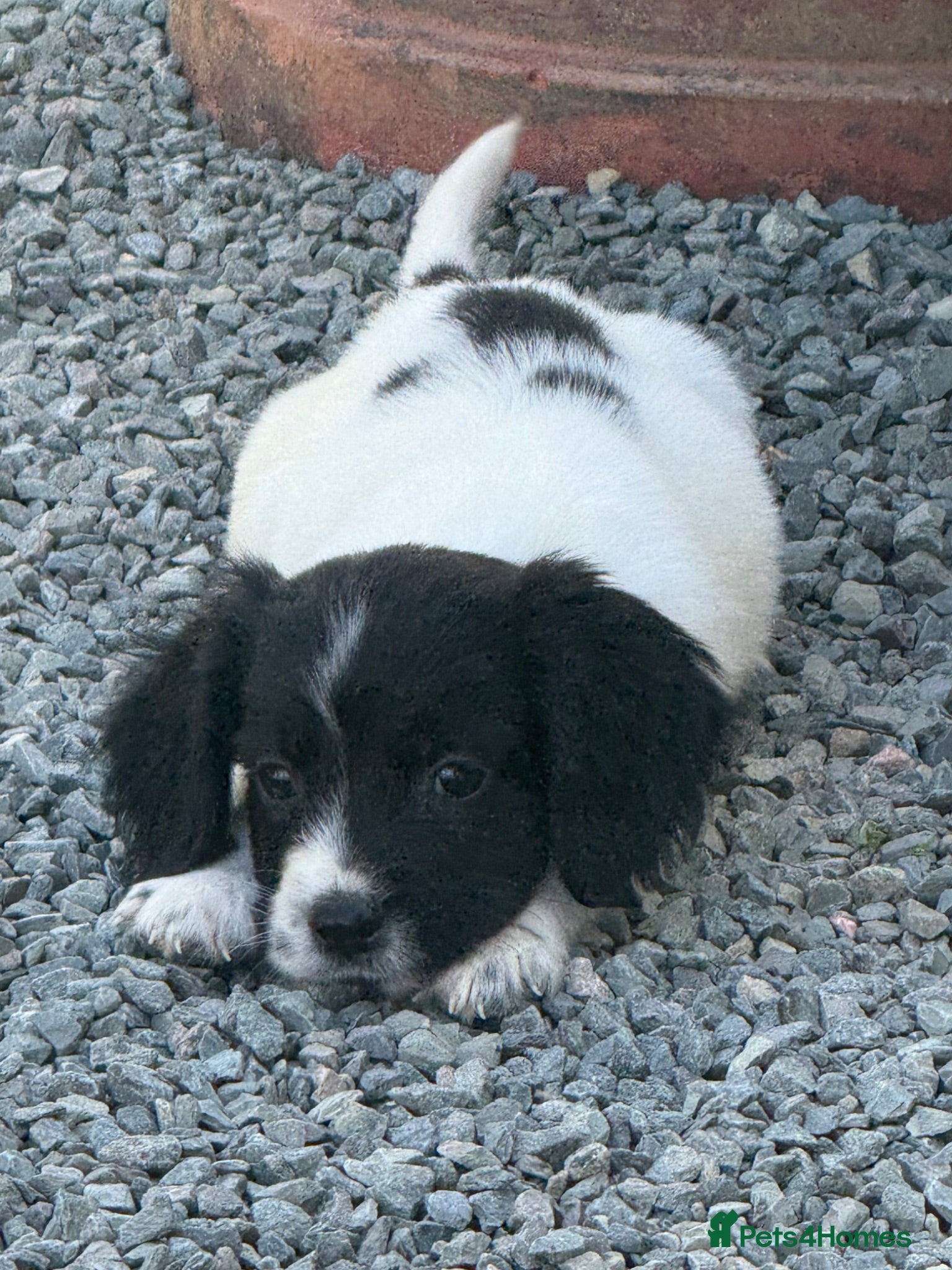 Cocker Spaniel dogs UPDATE!!! 1 boy left cocker spaniel  - Advert 14