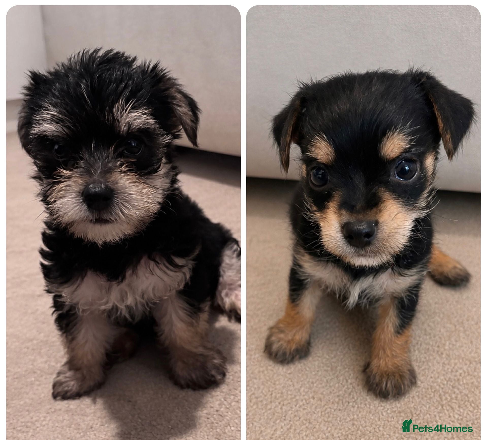 Chorkie dogs Beautiful chorkies for sale - Advert 1