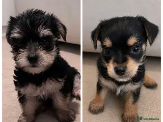 Chorkie dogs Beautiful chorkies for sale - Advert 3