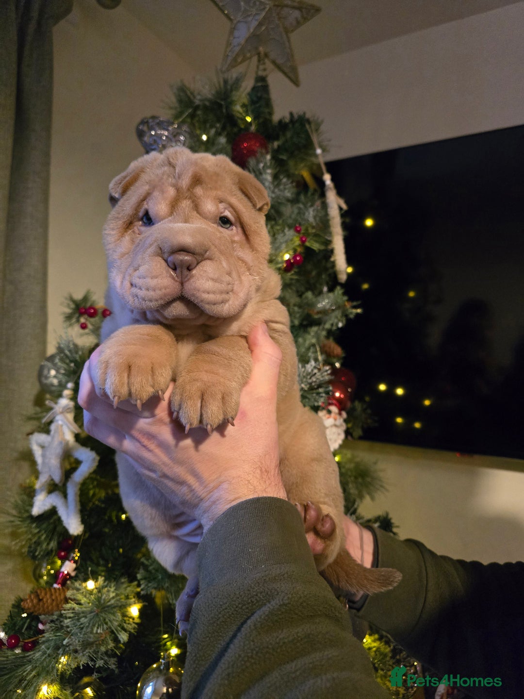 Shar Pei dogs for sale: Beautiful litter of Shar Pei puppies!  - Advert 25