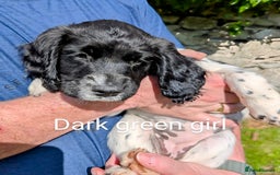 English Springer Spaniel dogs for sale: English Springer Spaniel pups for sale - Image 6