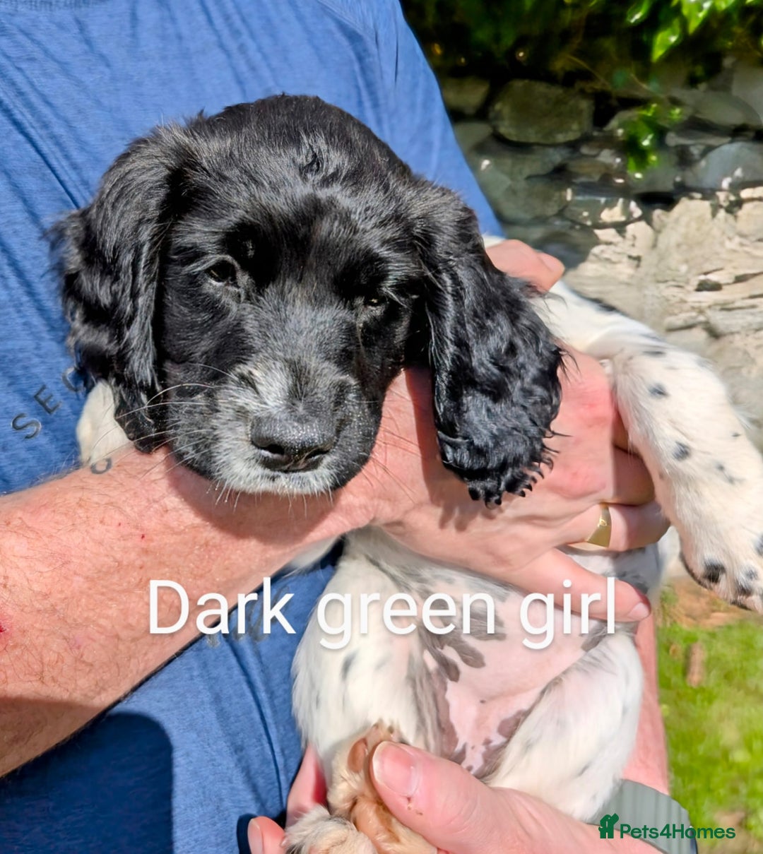 English Springer Spaniel dogs for sale: English Springer Spaniel pups for sale - Image 6