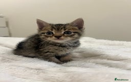 Mixed Breed cats for sale: Six adorable mixed silver striped bengal kittens  - Image 4