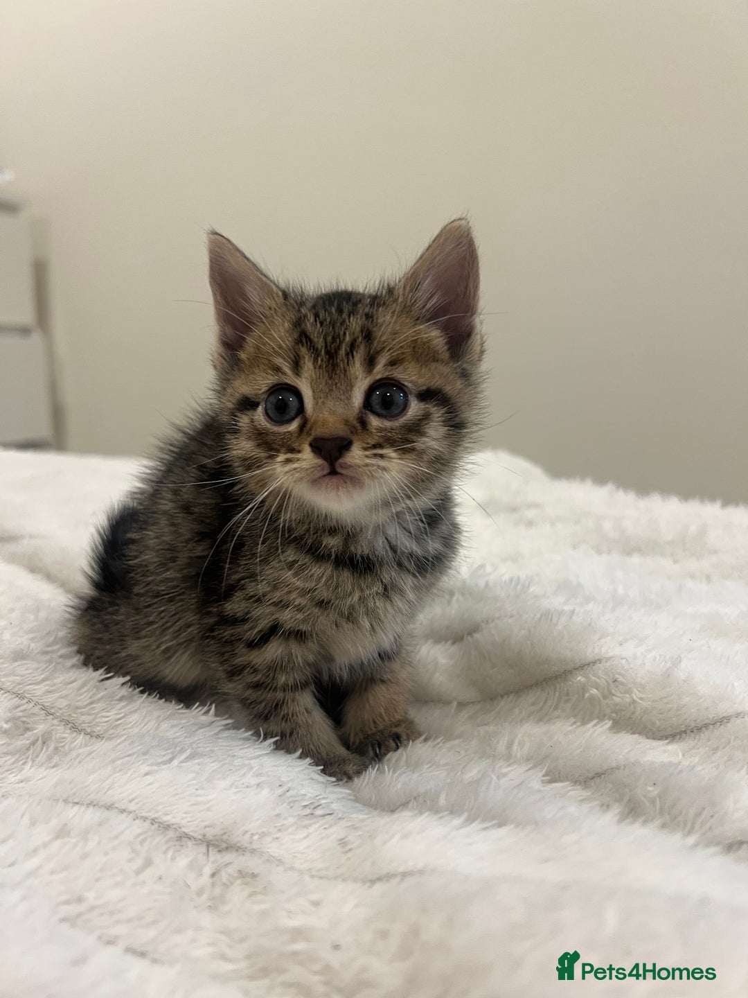 Mixed Breed cats for sale: Six adorable mixed silver striped bengal kittens  - Image 4