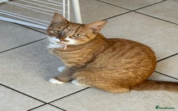 Mixed Breed cats for sale: Kittens available - females and males - Image 16