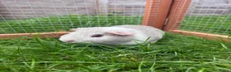 Guinea Pig rodents for sale: Baby guinea pig! - Advert 1