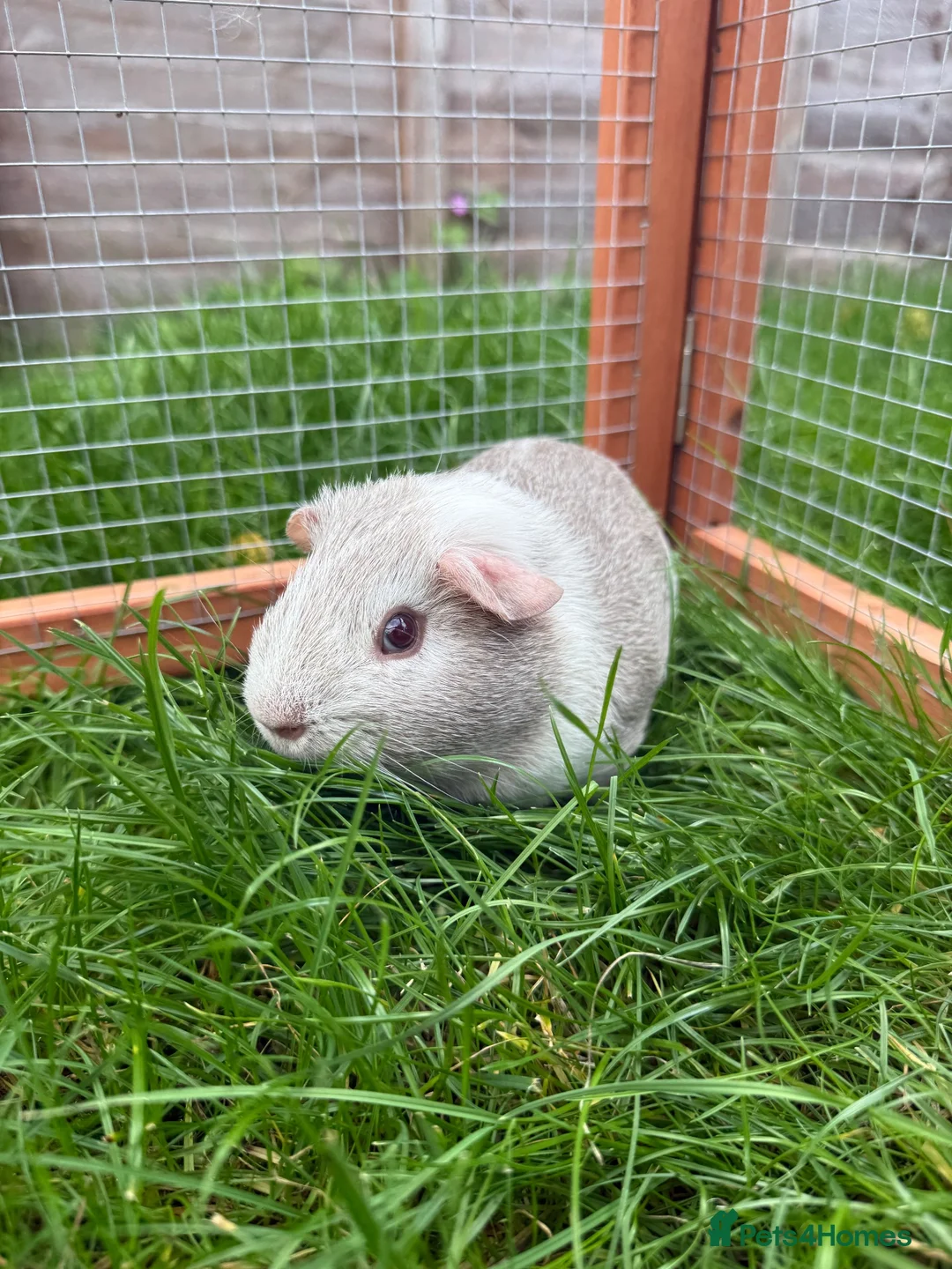 Guinea Pig rodents for sale: Baby guinea pig! - Advert 1