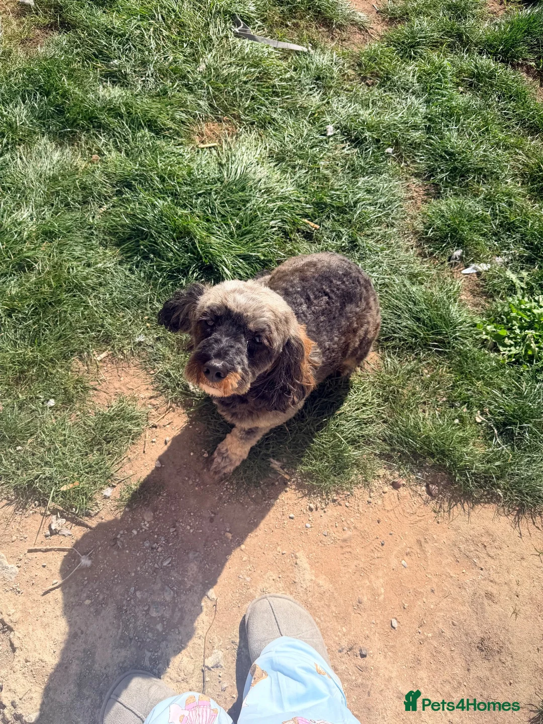 Cockapoo dogs for sale: Rehome f1 cockerpoo in Leeds - Advert 3