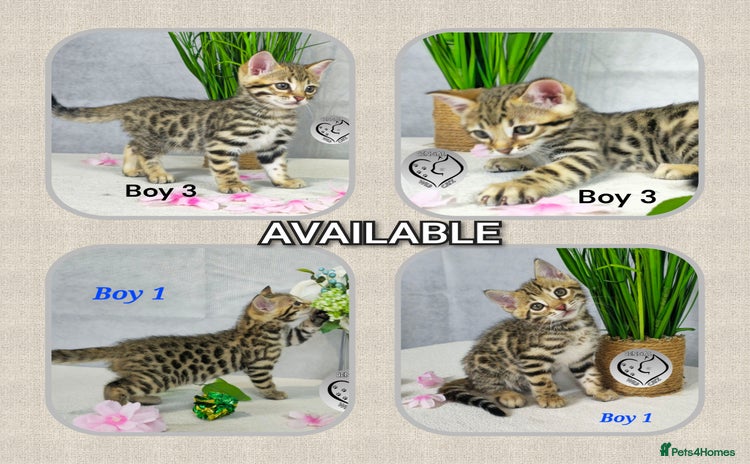 Bengal cats - Advert 2