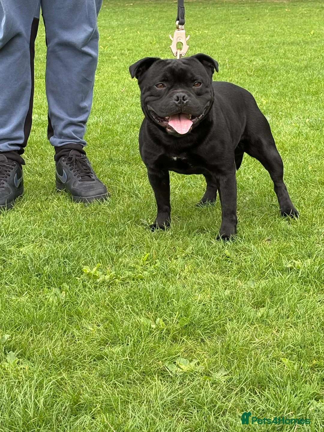 Staffordshire Bull Terrier dogs for sale: Beautiful Litter of 6 Puppies – 3 Boys & 3 Girls - Advert 2
