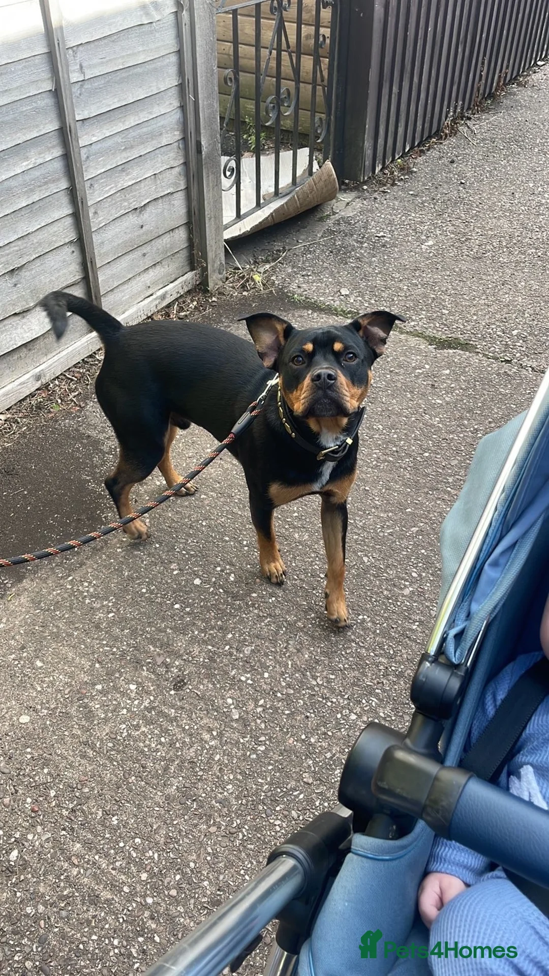 Mixed Breed dogs for sale: Diesel  in Burntwood - Advert 2