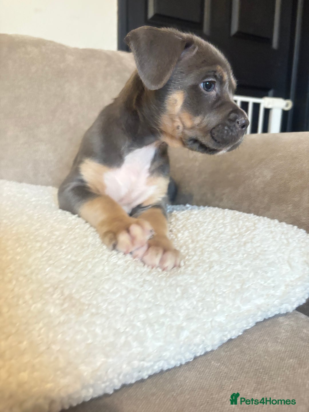 Mixed Breed dogs for sale: CaneCorso X Bully puppy’s  - Advert 9