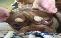 French Bulldog dogs for sale: ROJO TAN FEMALE - Image 3
