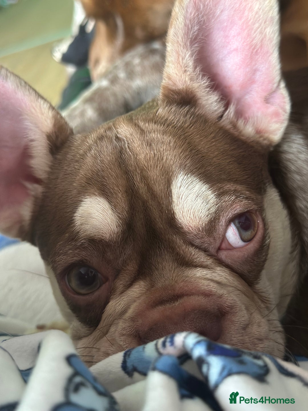 French Bulldog dogs for sale: ROJO TAN FEMALE - Image 3