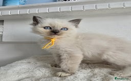 Ragdoll cats for sale: Irresistable Blue Mitted Ragdoll Kittens🙀😻🙀 - Image 11
