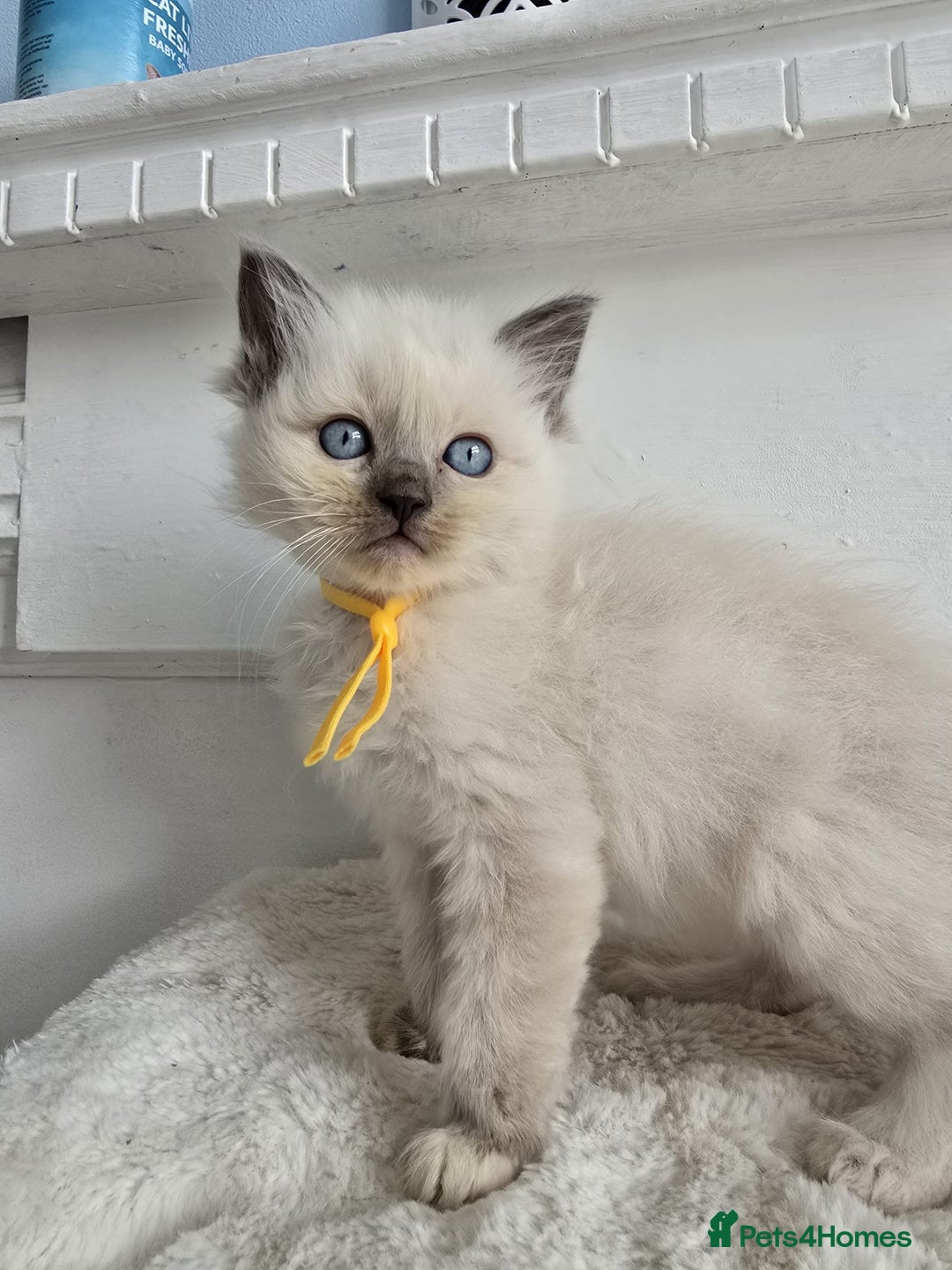 Ragdoll cats for sale: Irresistable Blue Mitted Ragdoll Kittens🙀😻🙀 - Image 11