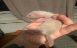 Ferret rodents for sale: 2 female kits available in 2 weeks  - Image 9