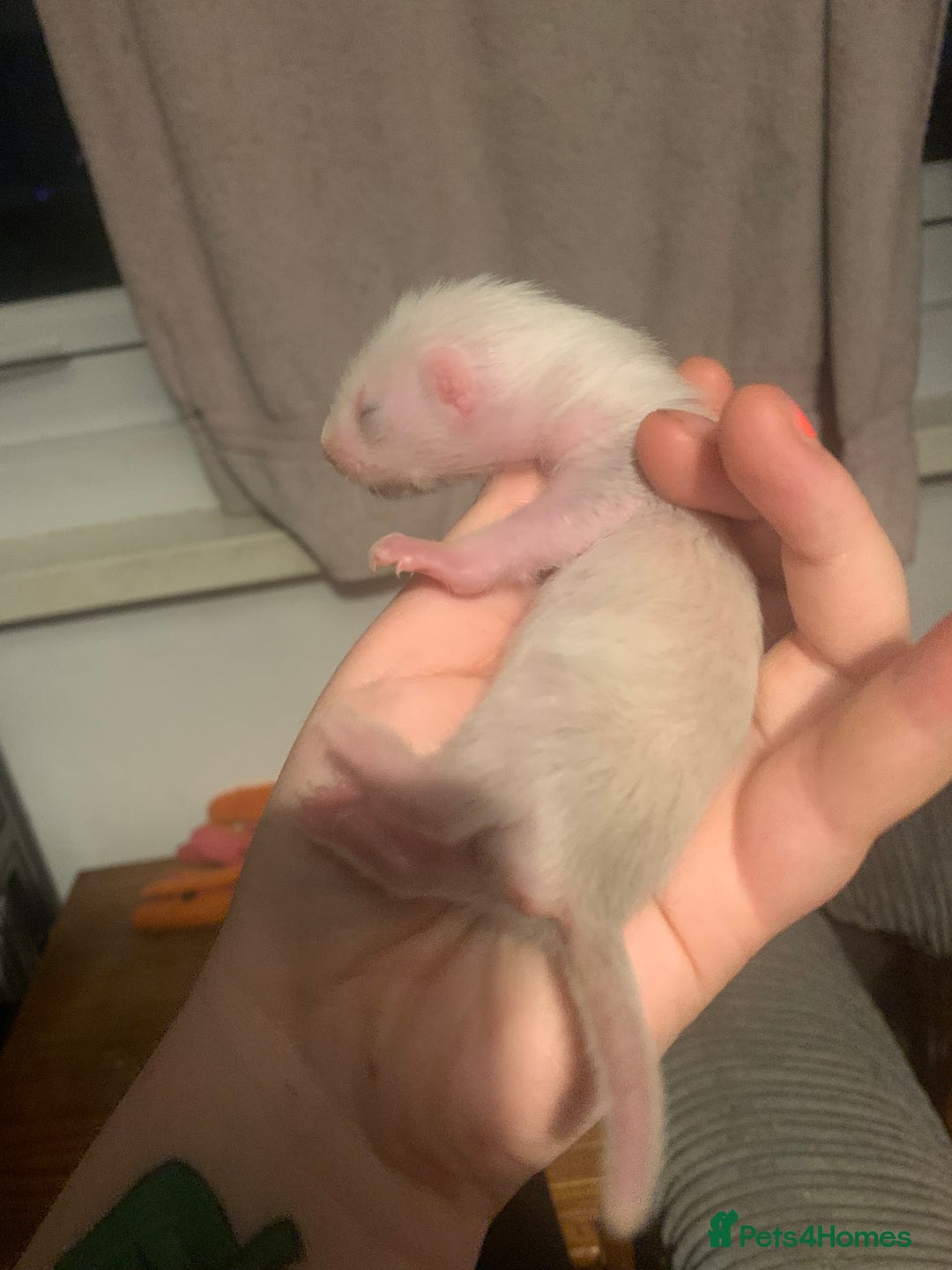 Ferret rodents for sale: 2 female kits available in 2 weeks  - Image 9