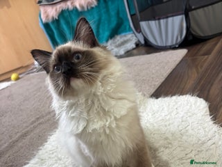 Ragdoll cats Pure Fluffy Ragdoll kittens - Advert 6